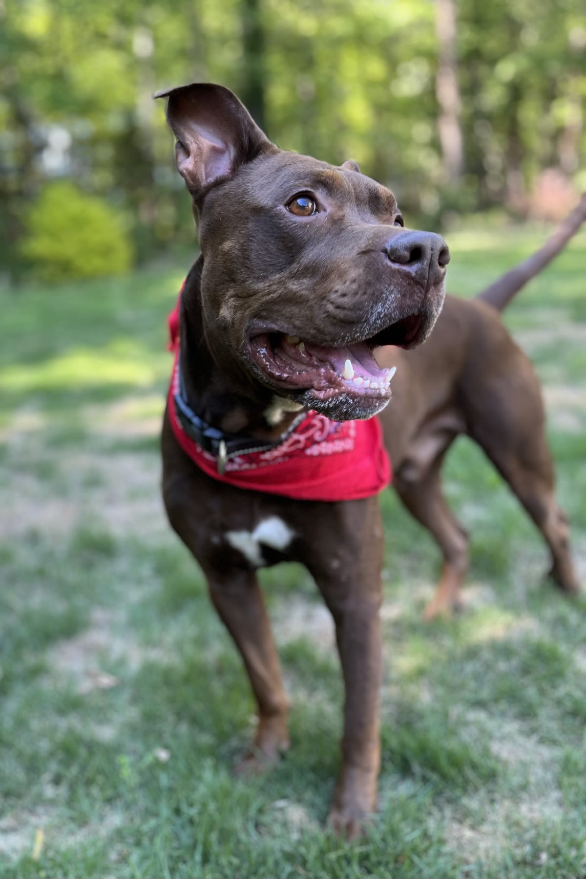 Hank standing outside in a red bandana, looking up with a bright, happy expression