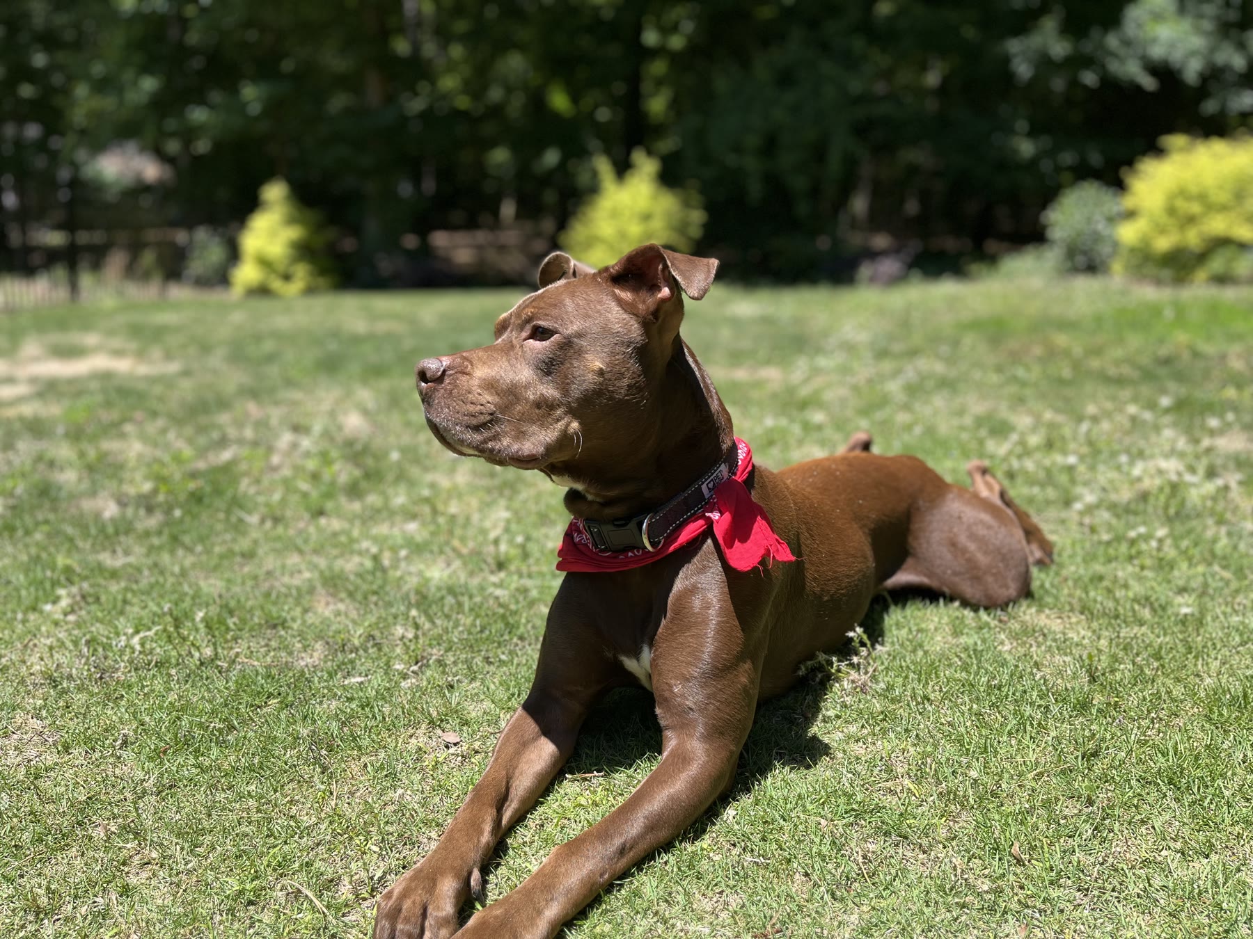 Hank relaxing in a sunny yard in his red bandana