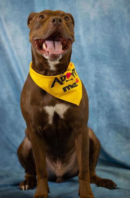 Hank smiling in a yellow Adopt Me bandana